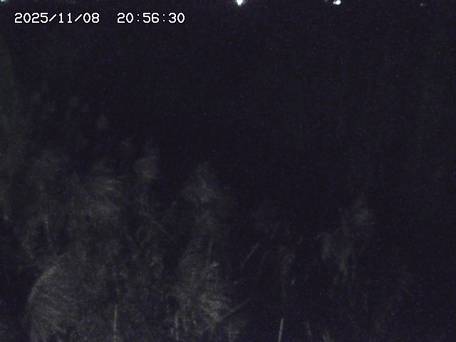 取得できませんでした