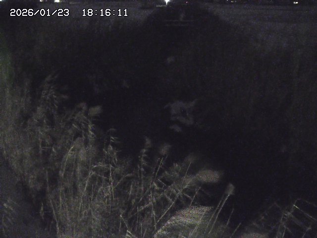 取得できませんでした